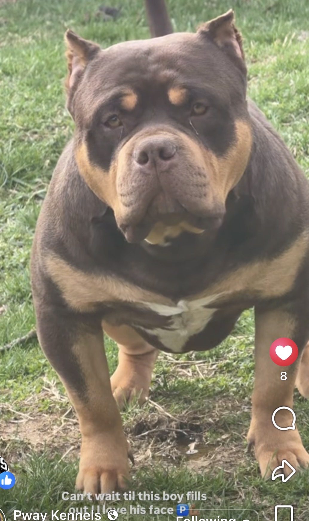 Dog Featured Image