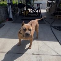 Dela Cruz Ladybird 5150