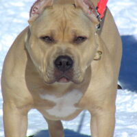 ABAB Jumah of NaaDa Bullyz