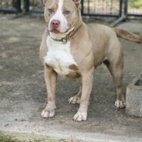 Giant factory’s Shaka kon