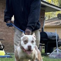 Star of loyal bully kennelz