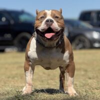 Abramsbullies Doobie