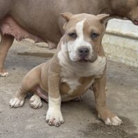 Matriarch Bullies’ Knight In Shining Armor