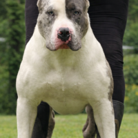 Muk Mad Hatter of Monstar Kennels