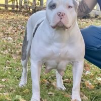 Abramsbullies Pearl the Merle