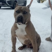 Tigerbloodbullies Ricco