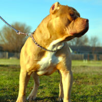 Bad Taz of Spruce Bullies