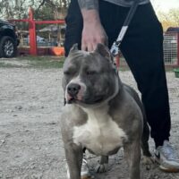 NCB Mazzi of DubbTown Bullies