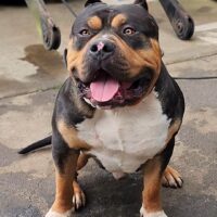 Dog Featured Image