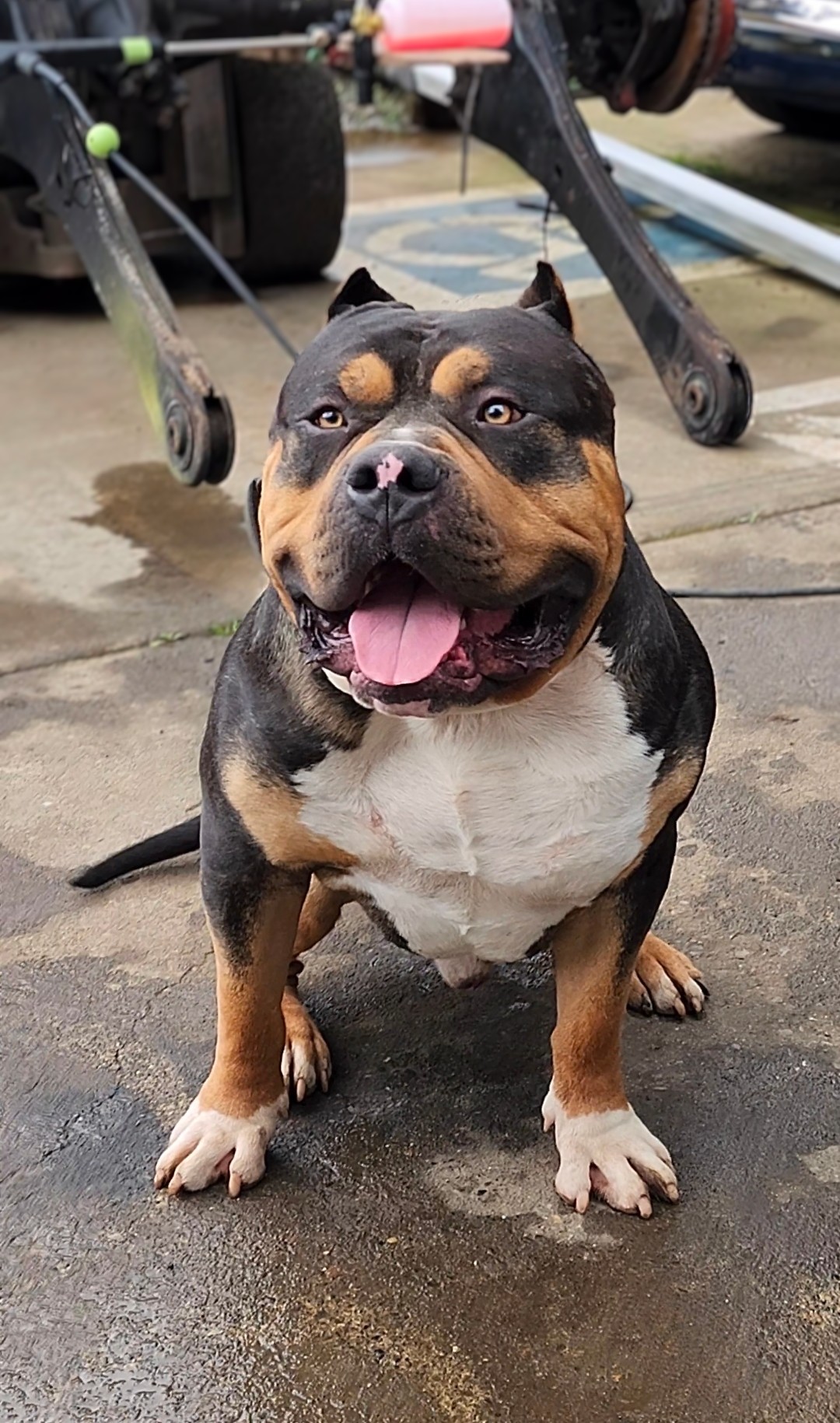 Dog Featured Image