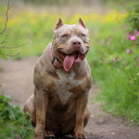 Bossy’s Raw Diamond