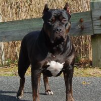 Deuce’s Den Be A Reya Sunshine