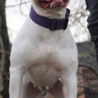 Jade  of capitol city bullies