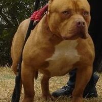 MLPB’S RED MAXIMUS