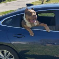 Dog Featured Image