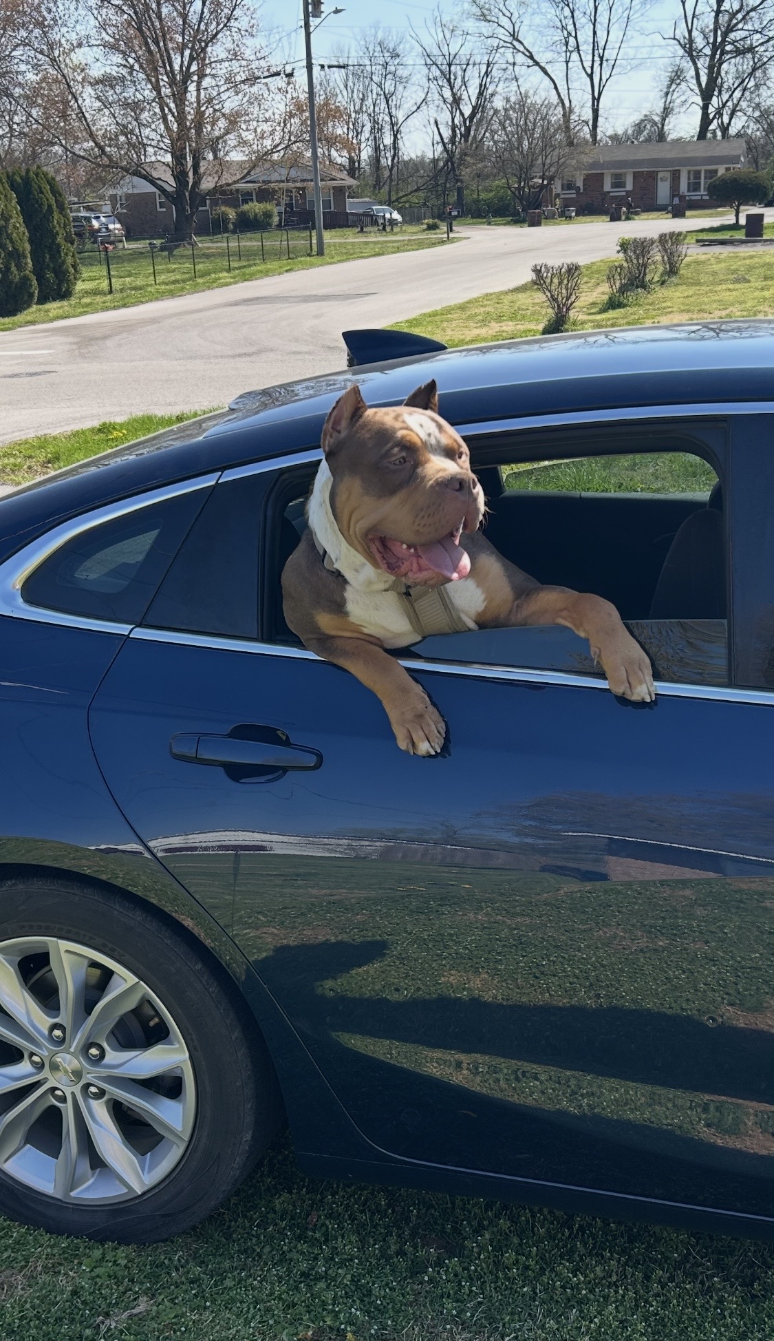 Dog Featured Image