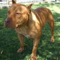 GUTIERREZ’ BALL OF FIRE