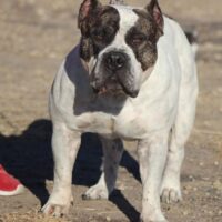 WYOBULLS BLACK VENOM