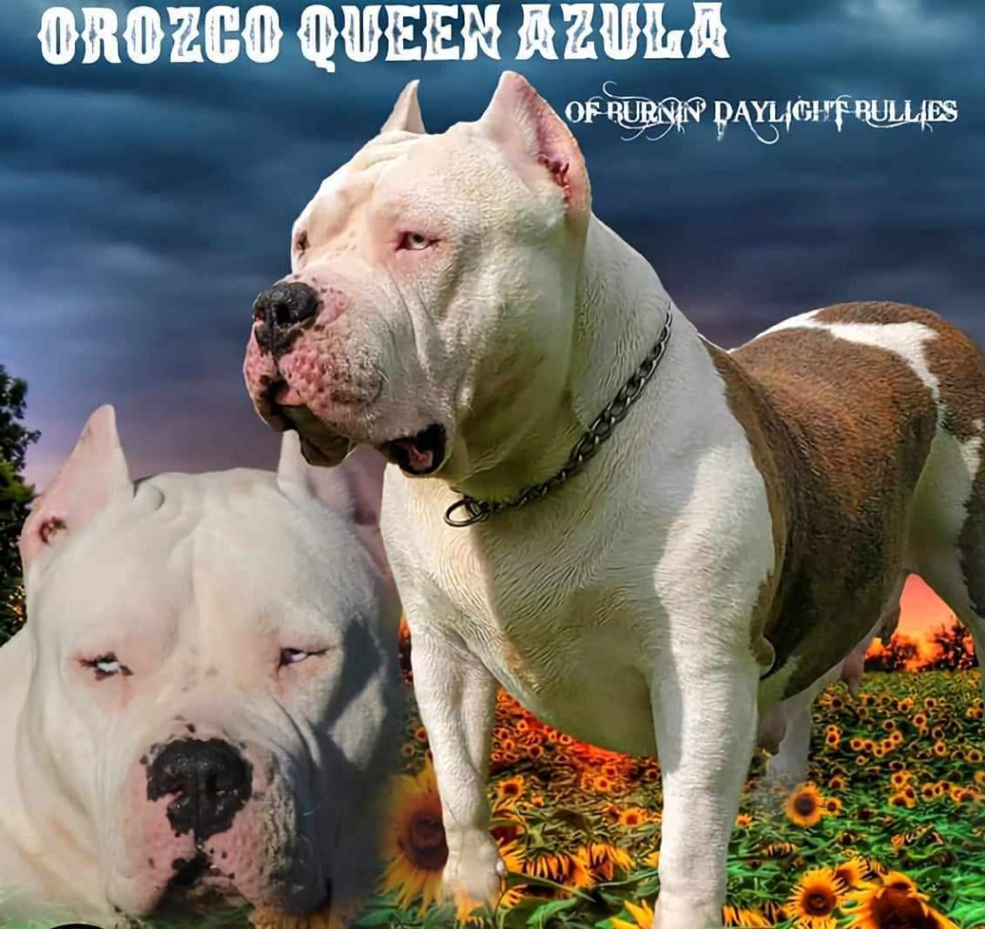 Dog Featured Image