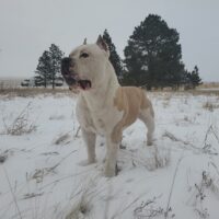Dog Featured Image