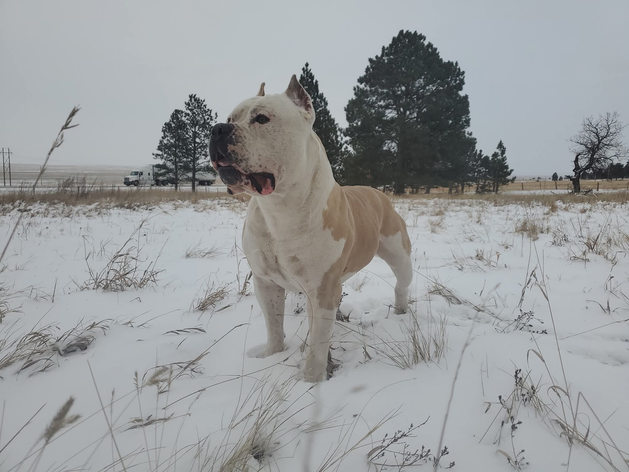 Dog Featured Image