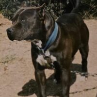 CAMELOT PIT’S TRIP*