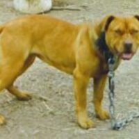 SONJA’S BABY GIRL*