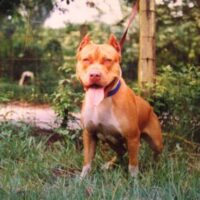 CAMELOT’S ROCKETFIRE*