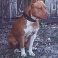 RED HOT’S JACK BOOTS