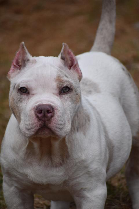 Dog Featured Image