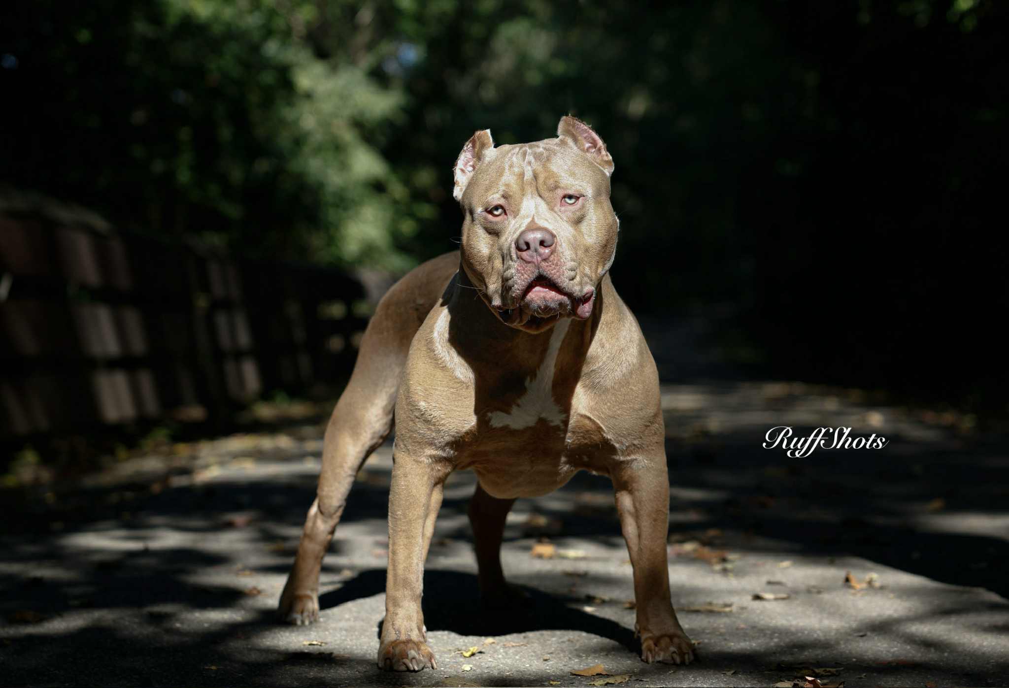 Dog Featured Image