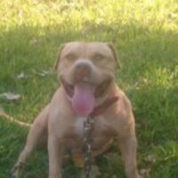 JACKSON’S ADOLF HITLER