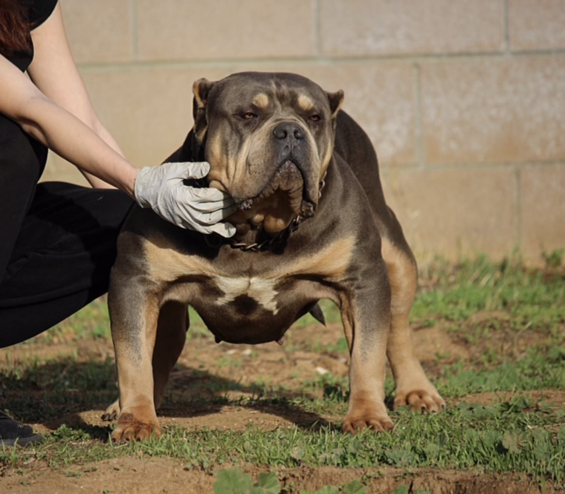 Dog Featured Image