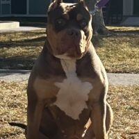 Dog Featured Image