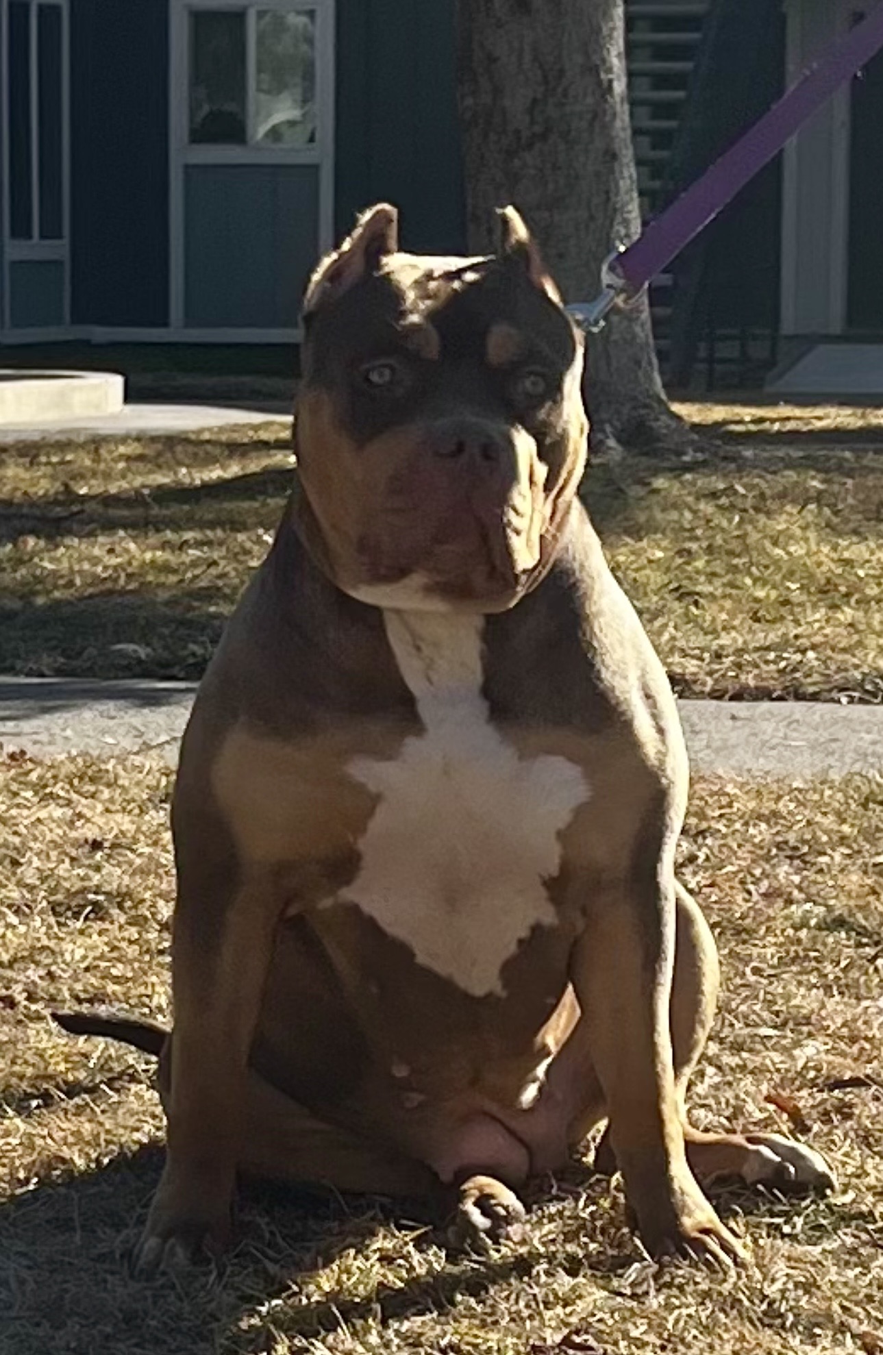 Dog Featured Image