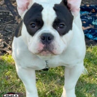 SHORTSTACK BULLIEZ MIDWEST FATBOY