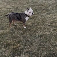 SHORTSTACK BULLIEZ MIDWEST GELATO