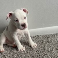 SHORTSTACK BULLIEZ MIDWEST KATO