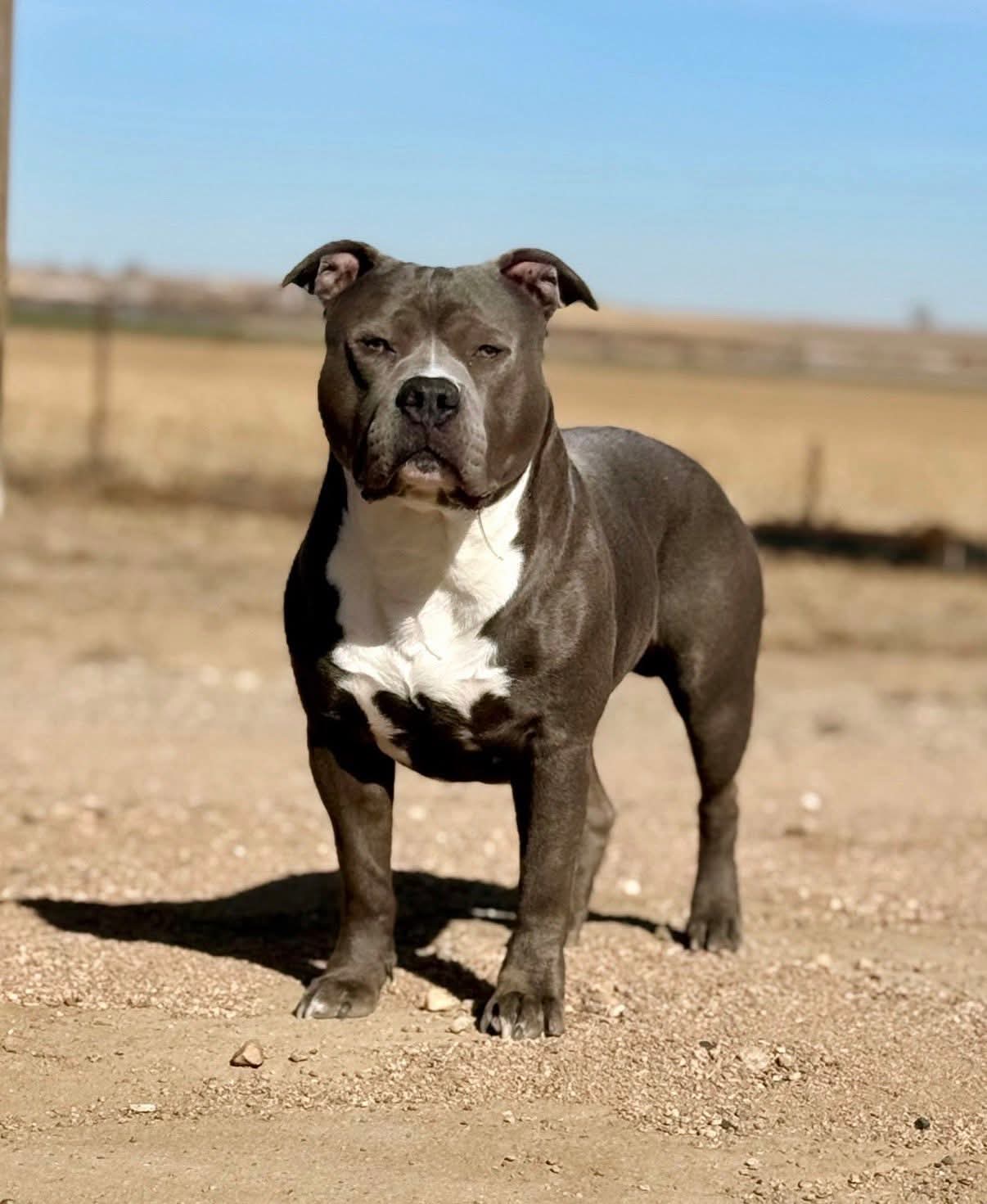Dog Featured Image