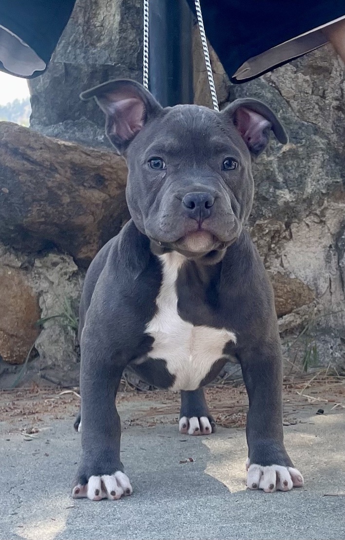 Dog Featured Image