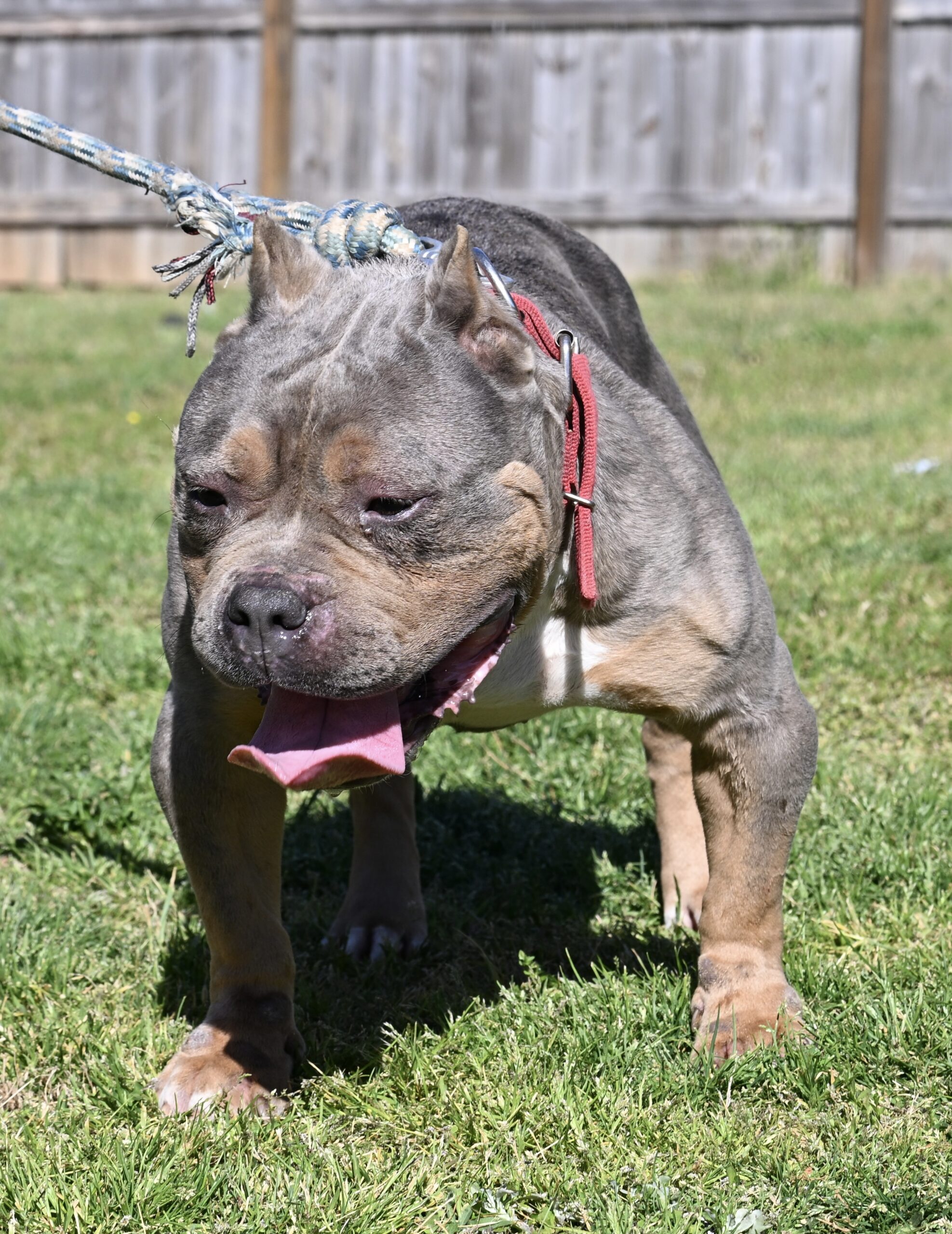 Dog Featured Image
