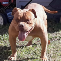 JACKSON’S HEAD ACHE