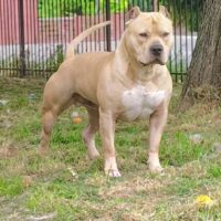 Dog Featured Image