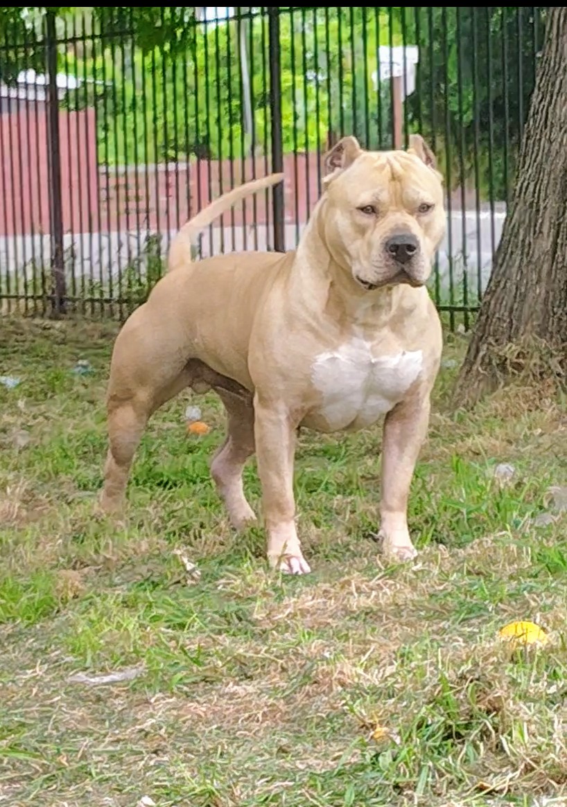 Dog Featured Image