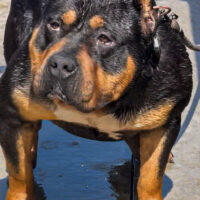 Dog Featured Image