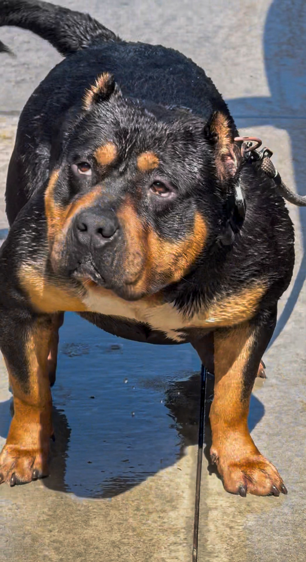 Dog Featured Image