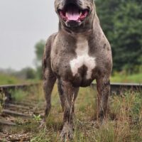 HAIBACH’S HARLEY QUINN