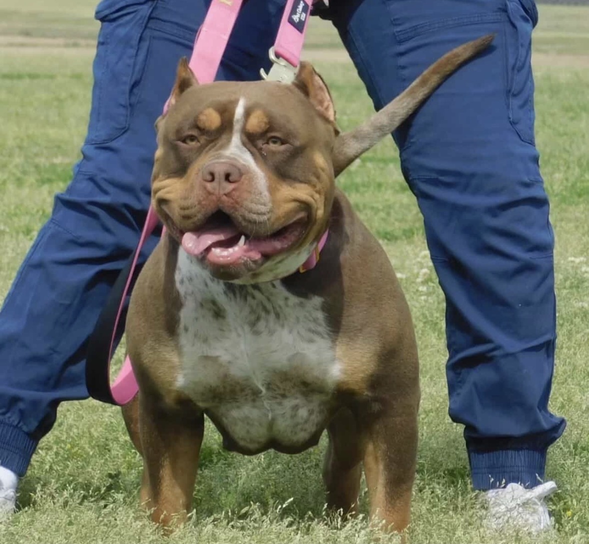 Dog Featured Image