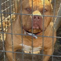 ROYAL’S REDD STACKS