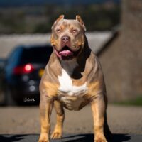 Bloodlinebullies Shenzo